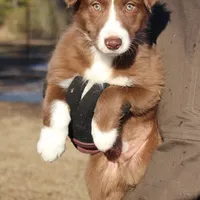 Rocky (holistic), a male Border Collie for sale in Gloucester, VA – Photo 4 of 5