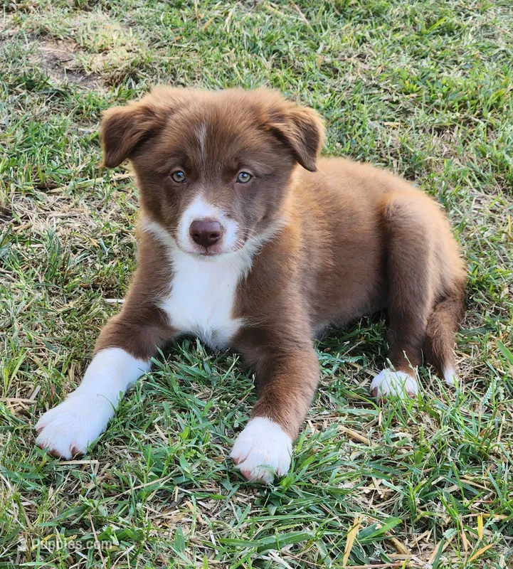 Honey Male 2 – Border Collie puppy for sale in Gloucester, VA