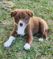 Honey Male 2, a male Border Collie for sale in Gloucester, VA – 1 of 4