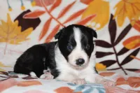 Female 1, a female Border Collie for sale in Gloucester, VA – 2 of 2