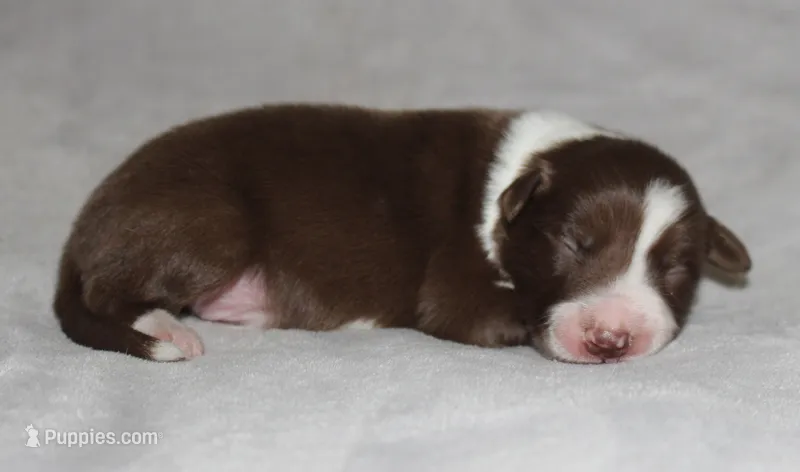 Male 3 – Border Collie puppy for sale in Gloucester, VA