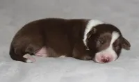 Male 3, a male Border Collie for sale in Gloucester, VA – 1 of 2