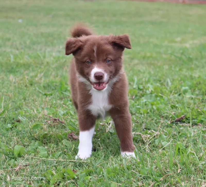 Honey Male 2 – Border Collie puppy for sale in Gloucester, VA