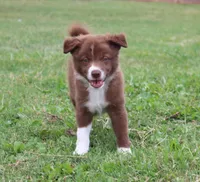 Honey Male 2, a male Border Collie for sale in Gloucester, VA – 3 of 4