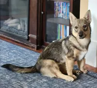 Penny, a female Swedish Vallhund for sale in Gloucester, VA – 1 of 4