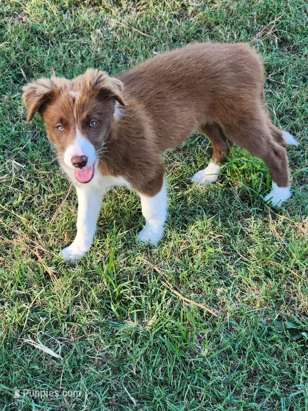 Female 1 – Border Collie puppy for sale in Gloucester, VA