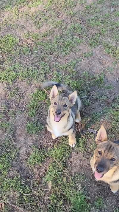 Sweety , a female Swedish Vallhund for sale in Gloucester, VA – 5 of 5