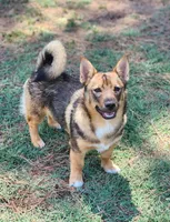 Buck, a male Swedish Vallhund for sale in Gloucester, VA – 3 of 5