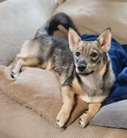 Lemme, a female Swedish Vallhund for sale in Gloucester, VA – 2 of 5
