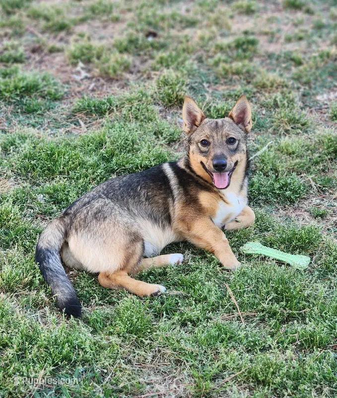 Sweety  – Swedish Vallhund puppy for sale in Gloucester, VA