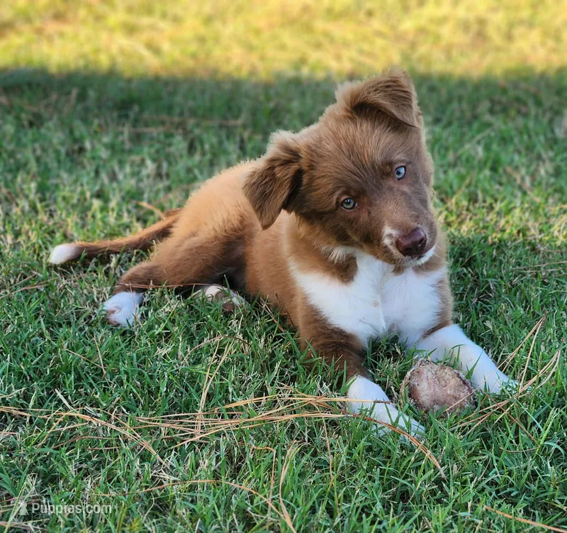 Honey Female 3 – Border Collie puppy for sale in Gloucester, VA