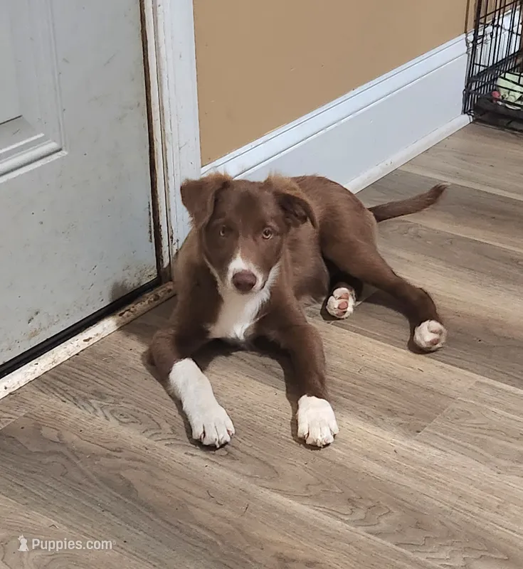 Rusty – Border Collie puppy for sale in Gloucester, VA