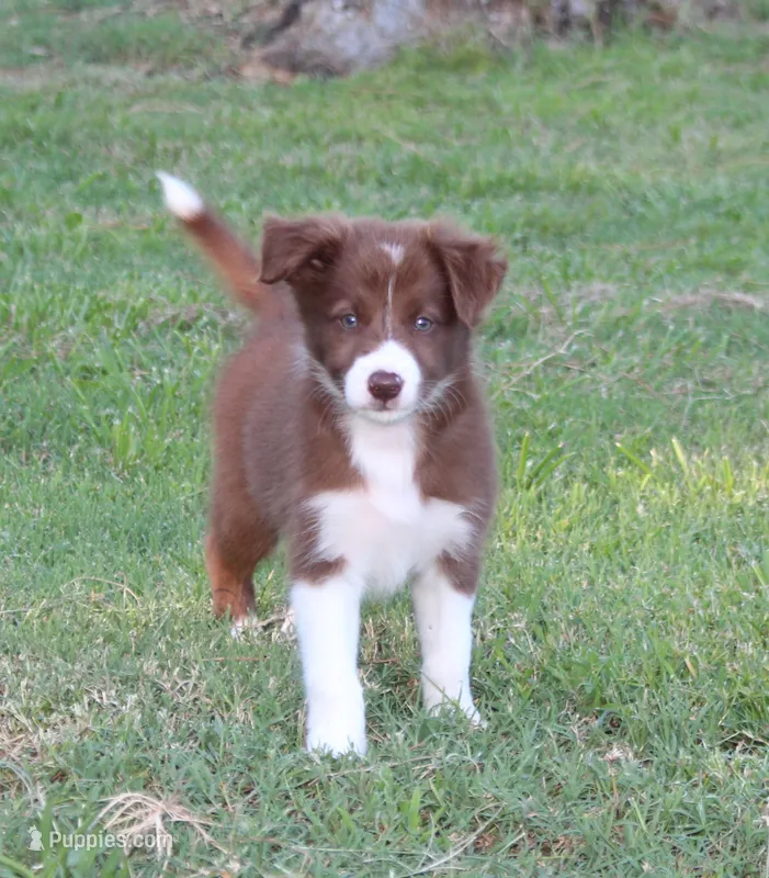 Female 1 – Border Collie puppy for sale in Gloucester, VA
