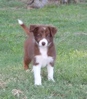 Female 1, a female Border Collie for sale in Gloucester, VA – 1 of 4