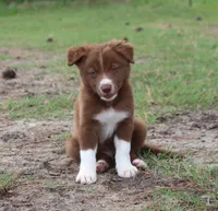 Honey Male 1, a male Border Collie for sale in Gloucester, VA – 4 of 4