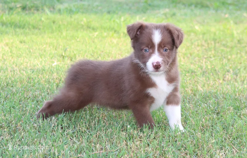 Male 1 – Border Collie puppy for sale in Gloucester, VA