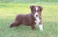 Male 1, a male Border Collie for sale in Gloucester, VA – 3 of 4