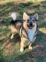 Rascal#, a male Swedish Vallhund for sale in Gloucester, VA – 1 of 2