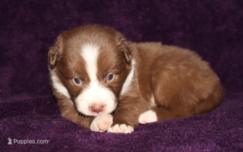 Honey Female 2 – Border Collie puppy for sale in Gloucester, VA