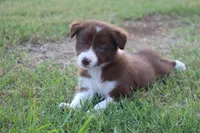 Female 1, a female Border Collie for sale in Gloucester, VA – 4 of 4