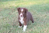 Male 1, a male Border Collie for sale in Gloucester, VA – 4 of 4