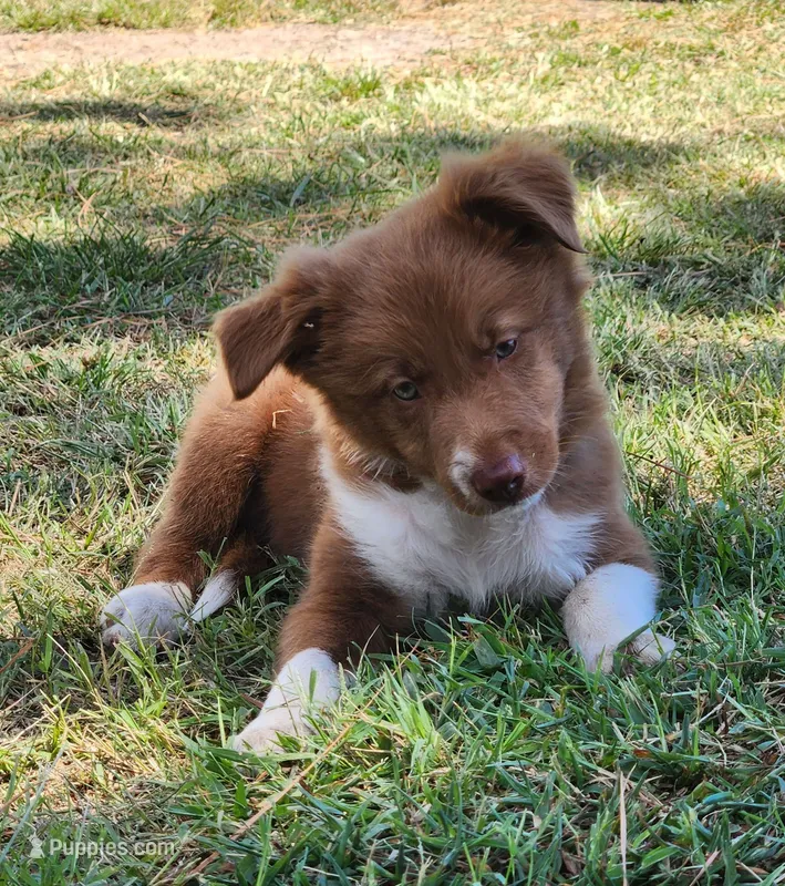 Honey Female 3 – Border Collie puppy for sale in Gloucester, VA