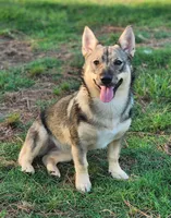 Baylee, a female Swedish Vallhund for sale in Gloucester, VA – 2 of 5