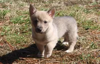 Prissy 2, a female Swedish Vallhund for sale in Gloucester, VA – Photo 3 of 3