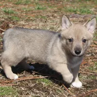 Prissy 2 (holistic), a female Swedish Vallhund for sale in Gloucester, VA – Photo 4 of 4