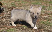 Prissy 2, a female Swedish Vallhund for sale in Gloucester, VA – Photo 2 of 3
