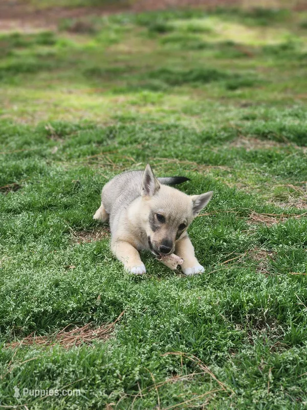 Prissy 2  – Swedish Vallhund puppy for sale in Gloucester, VA