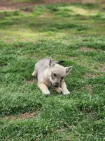 Prissy 2 , a female Swedish Vallhund for sale in Gloucester, VA – Photo 1 of 5