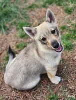 Prissy 2 holistic , a female Swedish Vallhund for sale in Gloucester, VA – 2 of 6