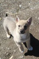 Prissy 2 (holistic), a female Swedish Vallhund for sale in Gloucester, VA – Photo 1 of 4