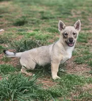 Prissy 2 holistic , a female Swedish Vallhund for sale in Gloucester, VA – 3 of 6