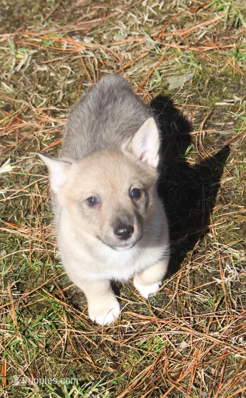 Prissy 2, a female Swedish Vallhund for sale in Gloucester, VA – Photo 1 of 3