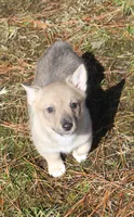 Prissy 2, a female Swedish Vallhund for sale in Gloucester, VA – Photo 1 of 3