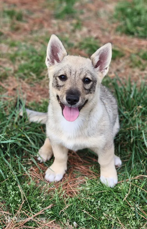 Prissy 2  – Swedish Vallhund puppy for sale in Gloucester, VA