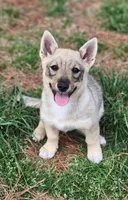 Prissy 2 holistic , a female Swedish Vallhund for sale in Gloucester, VA – 1 of 6