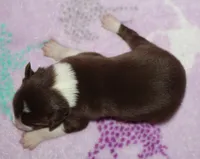 Female 1 , a female Border Collie for sale in Gloucester, VA – 2 of 2