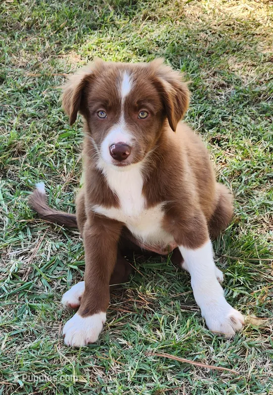 Male 1 – Border Collie puppy for sale in Gloucester, VA