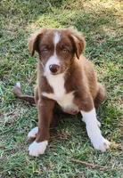 Junior, a male Border Collie for sale in Gloucester, VA – 4 of 6