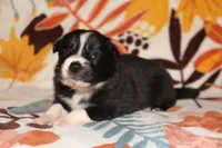 Female 3, a female Border Collie for sale in Gloucester, VA – 3 of 3