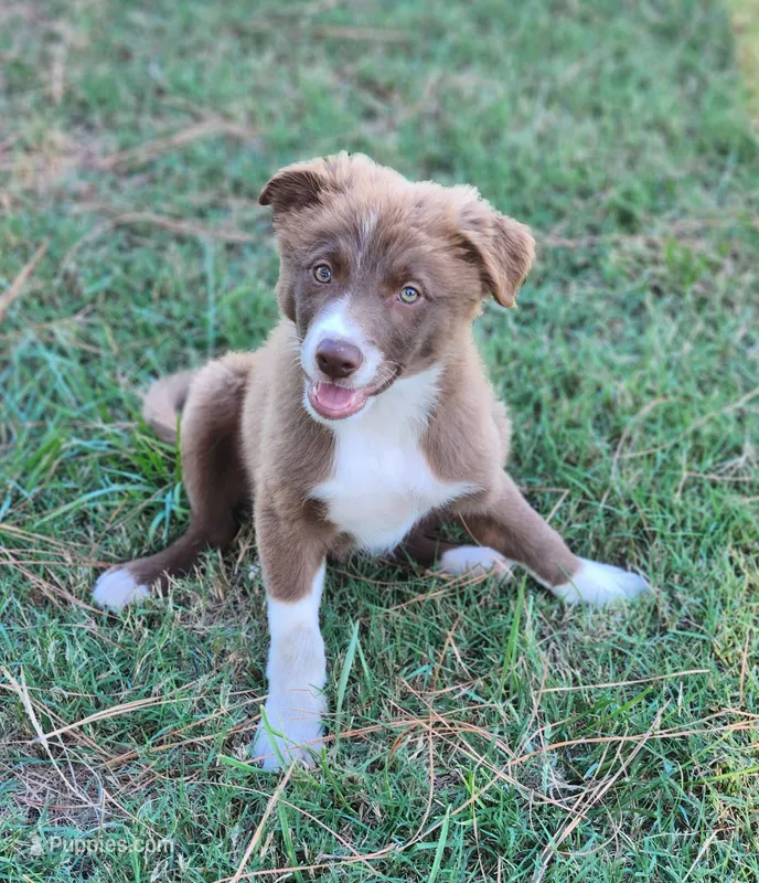 Honey Male 2 – Border Collie puppy for sale in Gloucester, VA