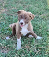 Rusty, a male Border Collie for sale in Gloucester, VA – 2 of 6