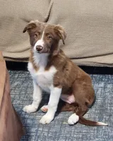 Cinnamon, a female Border Collie for sale in Gloucester, VA – 2 of 7