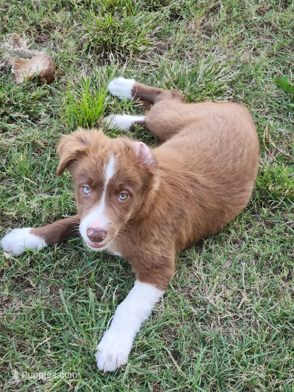 Male 1 – Border Collie puppy for sale in Gloucester, VA