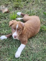 Junior, a male Border Collie for sale in Gloucester, VA – 3 of 6