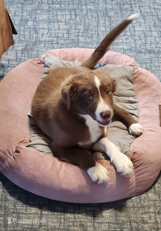Male 1 – Border Collie puppy for sale in Gloucester, VA
