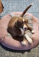 Junior, a male Border Collie for sale in Gloucester, VA – 1 of 6